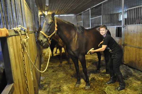 The story of my love for horses and vacation on a horse farm - My, Equestrian Club, Horseback riding, Real life story, Long, Longpost