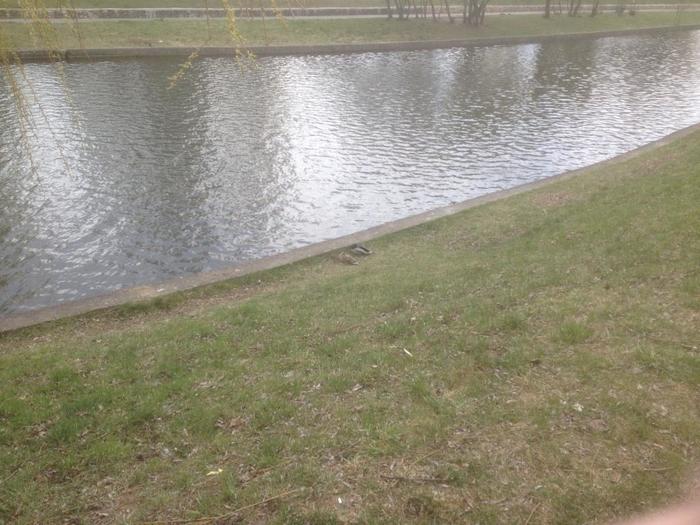 Умнички какие, самоизолировались от стаи!