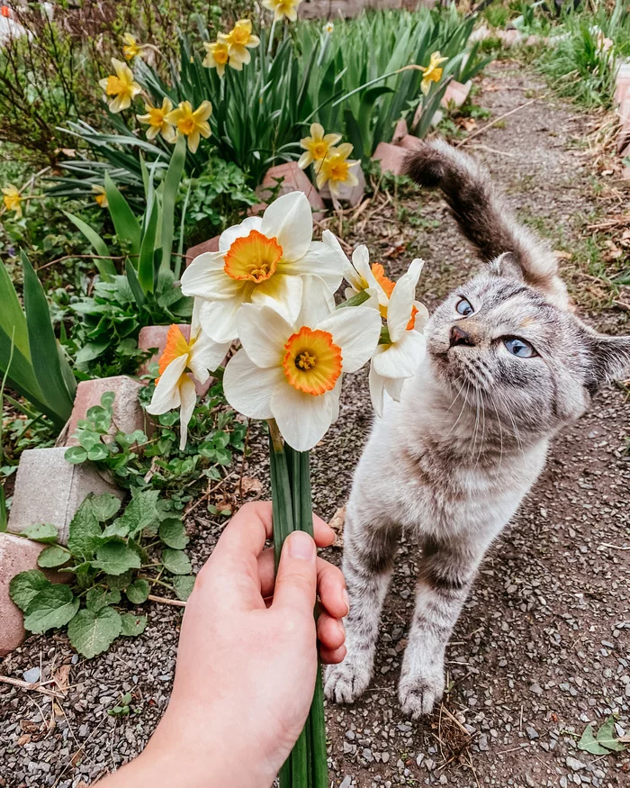 Пока мы сидим дома, на улице случается Весна! - Моё, Карантин, Весна, Кот, Цветы, Тайская кошка, Нарциссы цветы