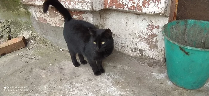 The cat is looking for a home - My, cat, In good hands, Pets, Ivanovo, Video, Longpost, No rating