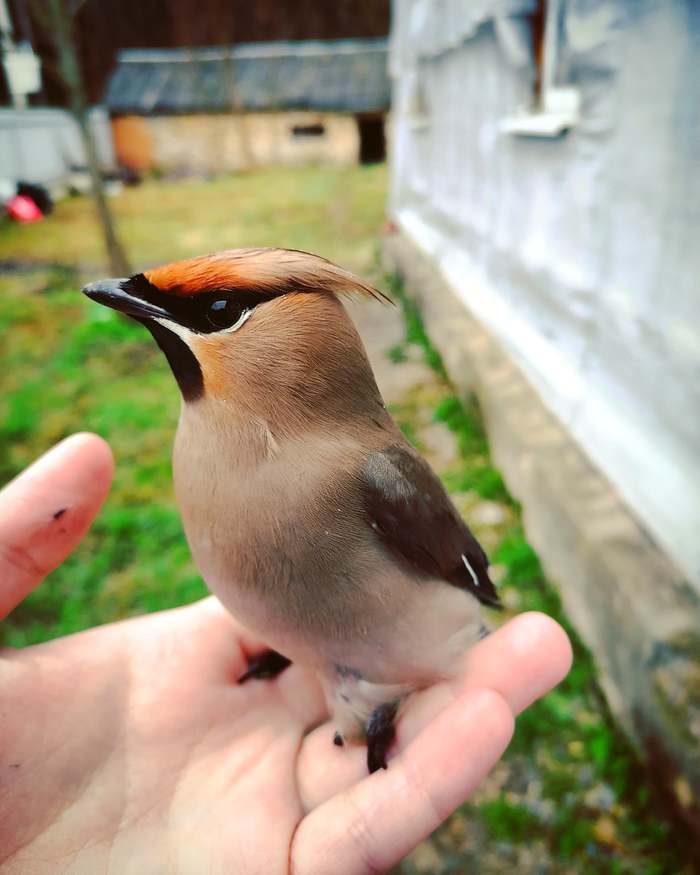 Свиристель. Просто свиристель | Пикабу