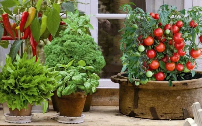 Vegetable garden on the windowsill - My, Vegetable garden on the windowsill, Garden, Longpost