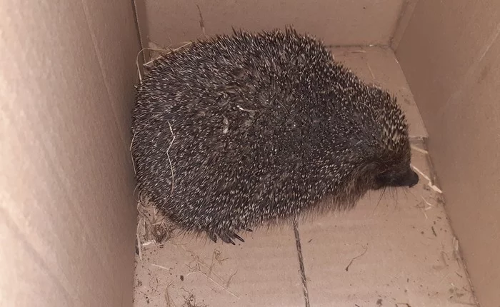 We found a hedgehog. What to do? - My, Hedgehog, Help