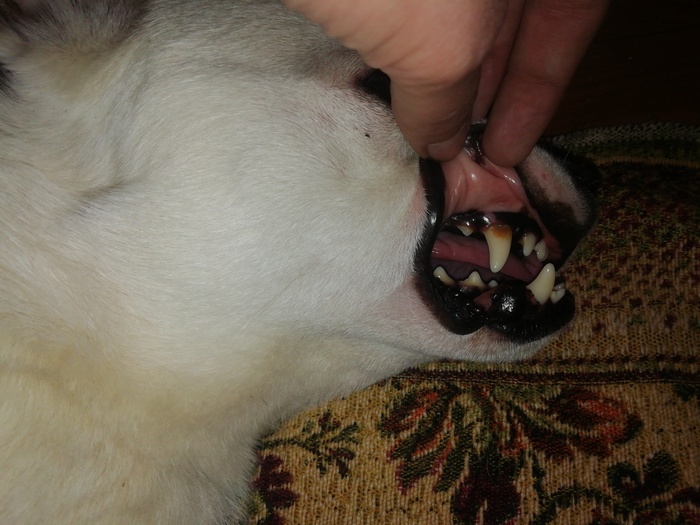 Мыш и живое одеяло Собака, Перевоспитание, Длиннопост