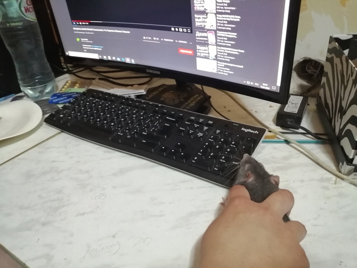 Когда ваше домашнее животное - манипулятор