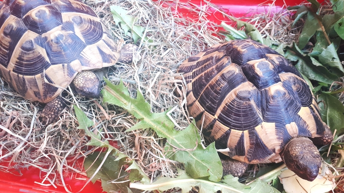 Греческие сухопутные черепахи