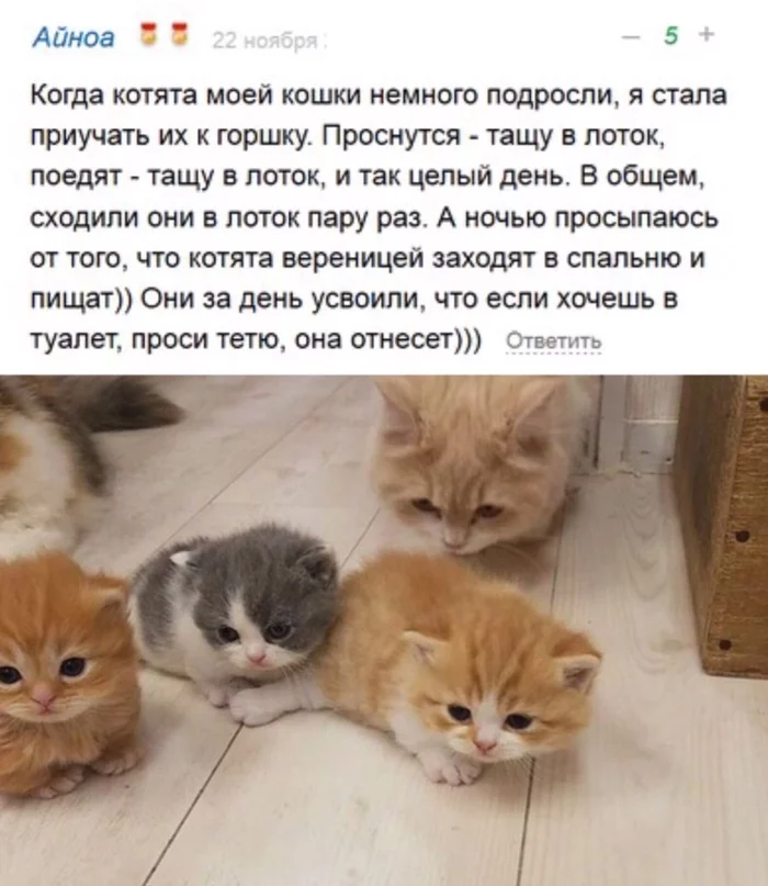 About raising kittens - Picture with text, Kittens, cat, Milota