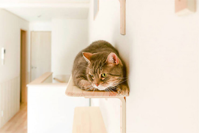 Unusual residential building in Japan designed for single residents with cats - cat, Apartment, Japan, Longpost