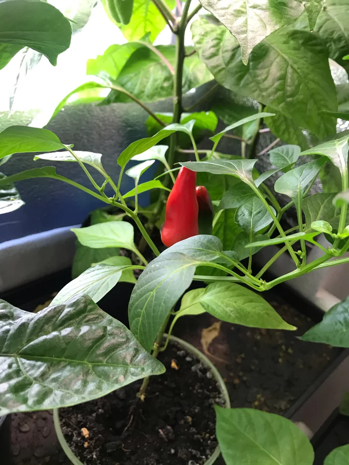 Growing peppers at home - My, Pepper, Hot peppers, Jalapeno, Longpost