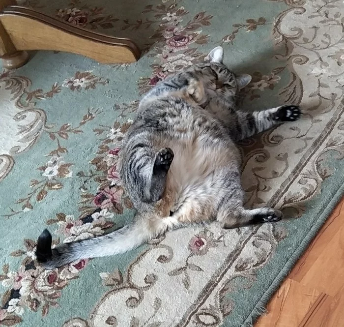 When I gained a couple of kilos in quarantine - My, cat, Fat cats, Mustachioed - Striped