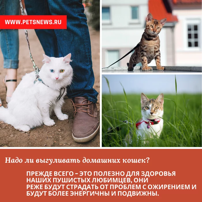 Do indoor cats need to go for walks? - My, cat, Walk, Useful, Interesting, Informative, Pets, Health, Longpost