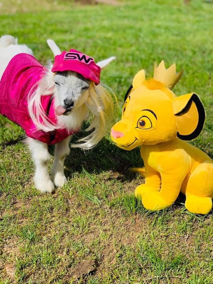 Фермер из Оклахомы одевает животных | Пикабу