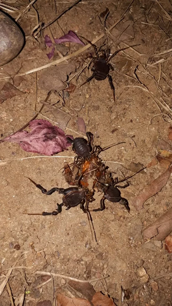 Что это за штука - 86 Перевел сам, Reddit, WhatIsThisThing, Видео, Длиннопост