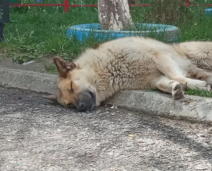 When you're tired of quarantine - My, Stavropol, Quarantine, Longpost, Dog, Dream