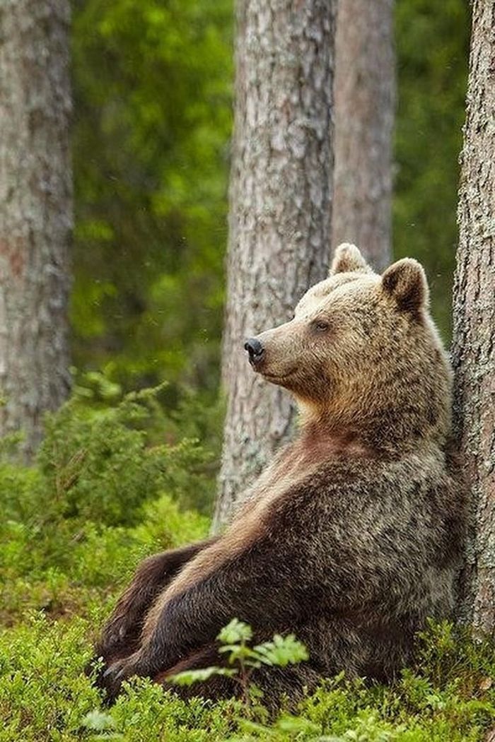 Appeasement - Brown bears, Forest, Appeasement, The photo, Wild animals