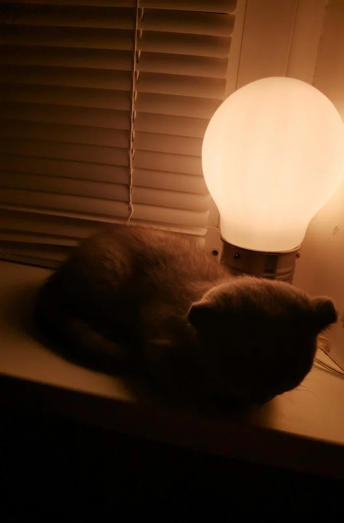 Lamp cat - My, Cat with lamp, Scottish lop-eared, Window, cat