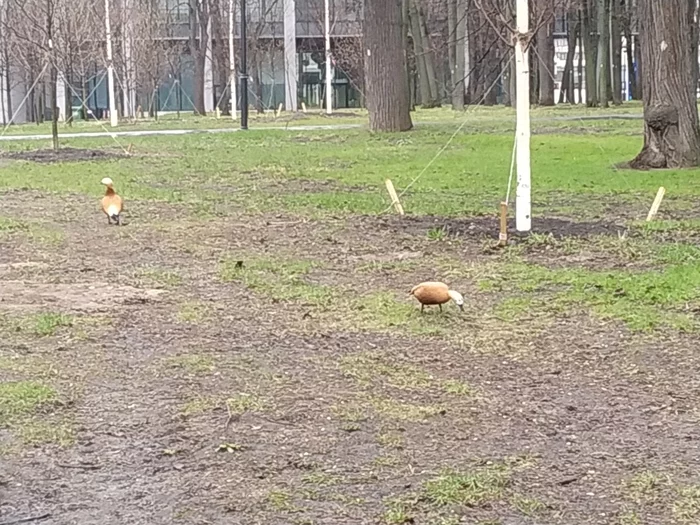 Nature takes its toll - My, Petrovsky Park, Dynamo Stadium, Video, Longpost, Ogar