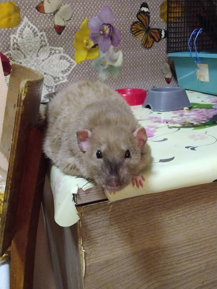 Fat rat for your feed - My, Rat dumbo, Rat