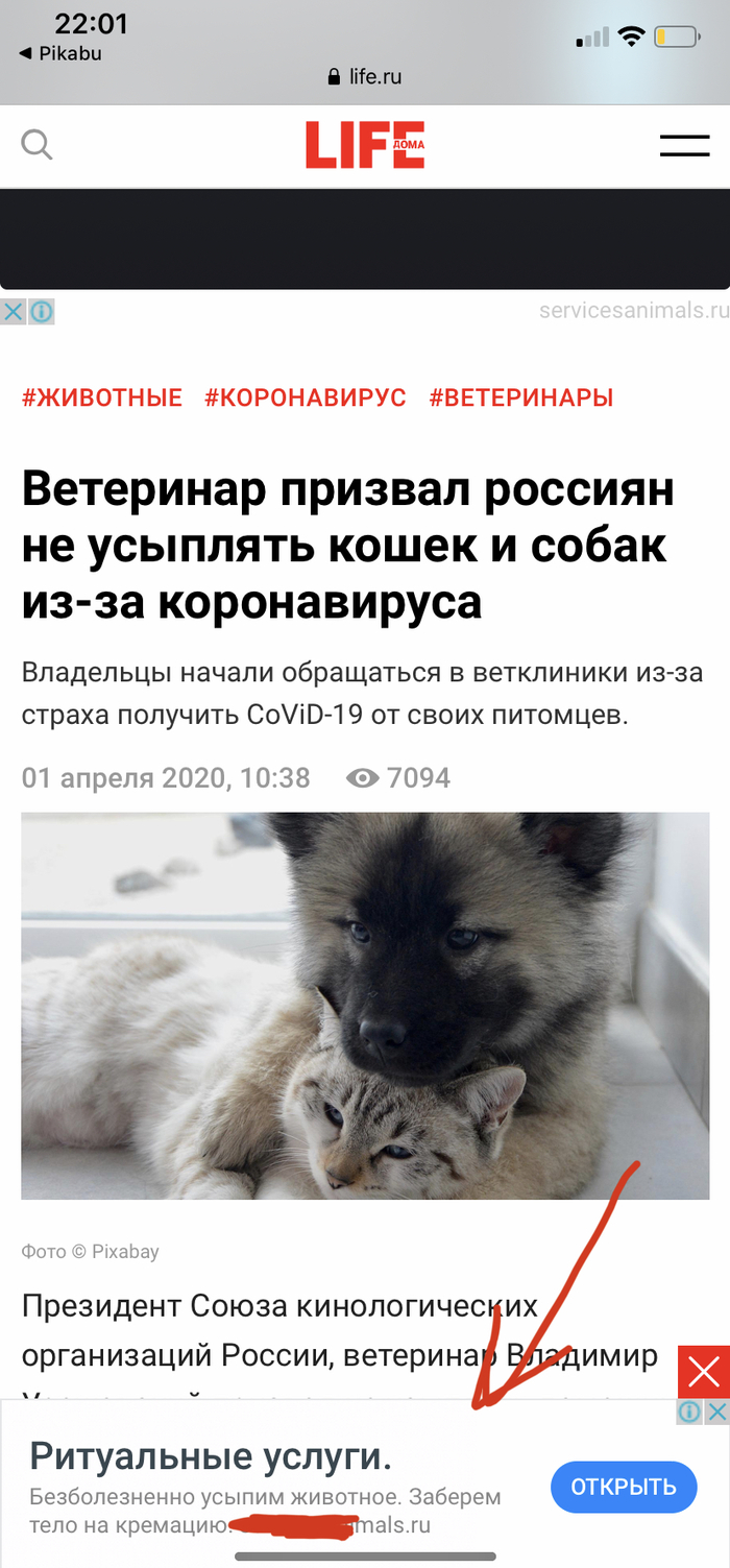 Ответ на пост «Вет.врачи говорят: не надо из-за вирусной истерии усыплять своих собак и кошек! Они вас не заразят!!!»