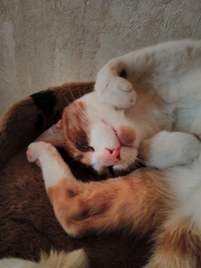 Что б я так жил))