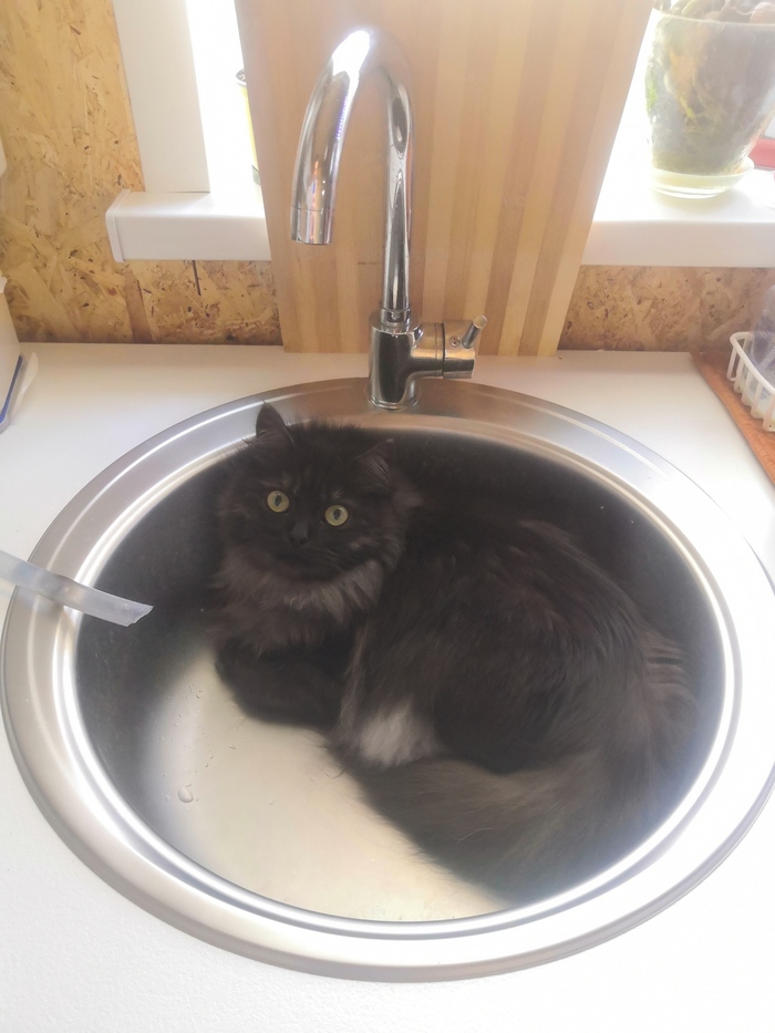 Теперь это моя раковина, уходи!