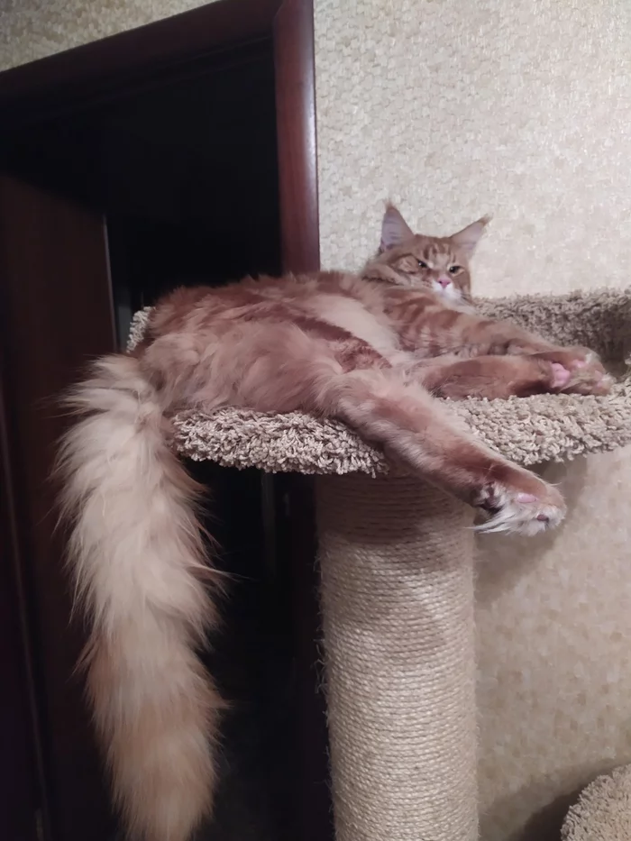 Tsar Tail - My, Maine Coon, cat, Redheads, Longpost