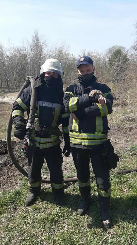 In Kyiv, rescuers prevented a little hedgehog from dying in a fire - Kindness, Hedgehog, Fire, Kiev, Rescuers, Longpost