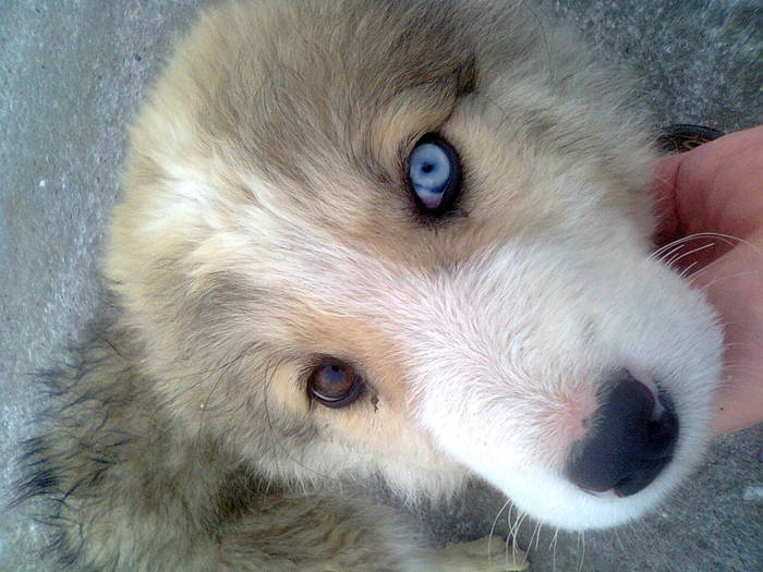 Photo shoot of a beauty, not all these Strawberries. PS The puppy is not mine - My, Dog, The photo, Heterochromia, Puppies