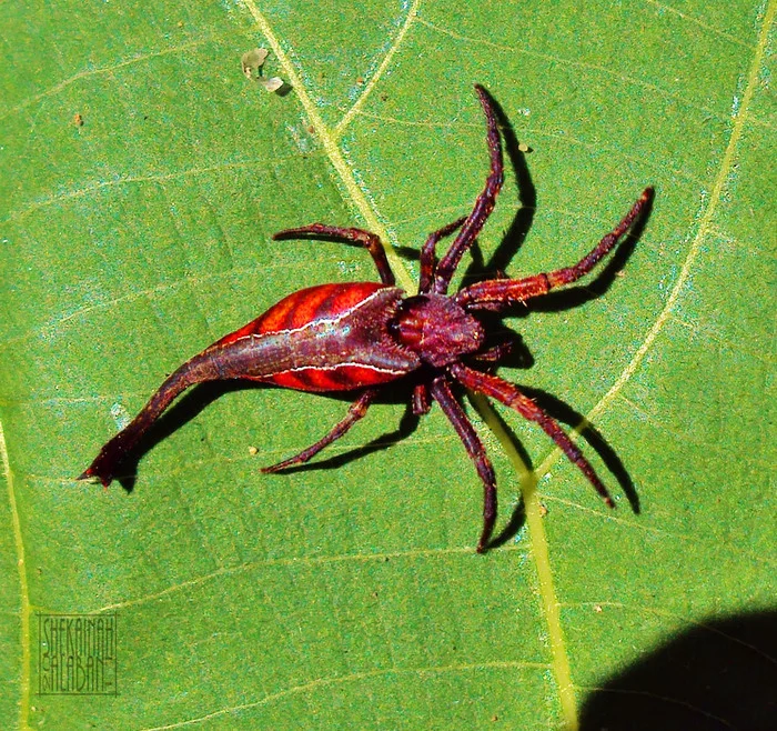 Lloth #14 - Spider, false scorpion, Longpost