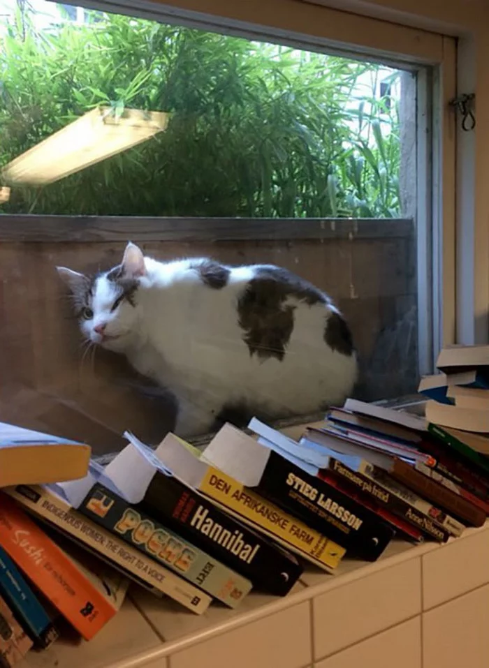 Stuck ... - cat, Milota, Books, Bookshelf, Stuck, Stuck in textures, The photo, Mobile photography