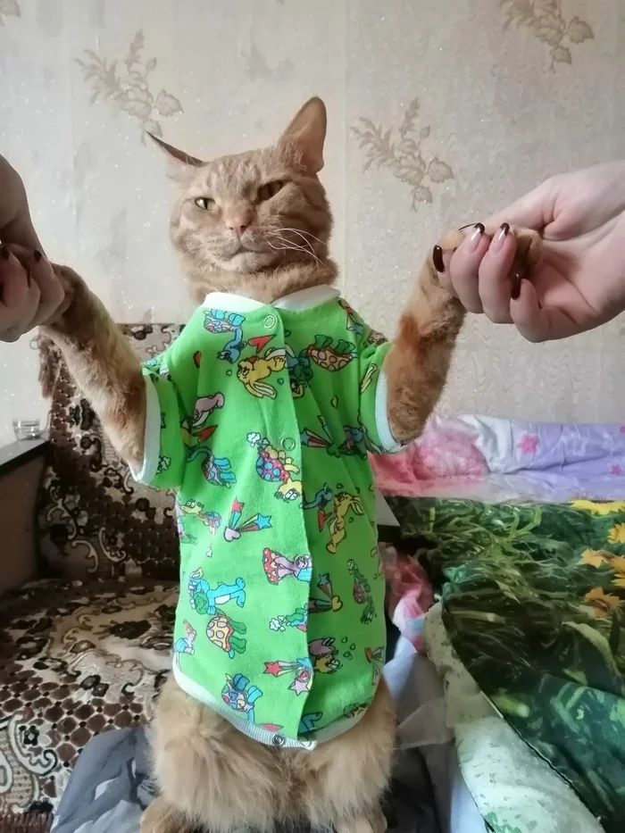 Dressed up - My, cat, Redheads