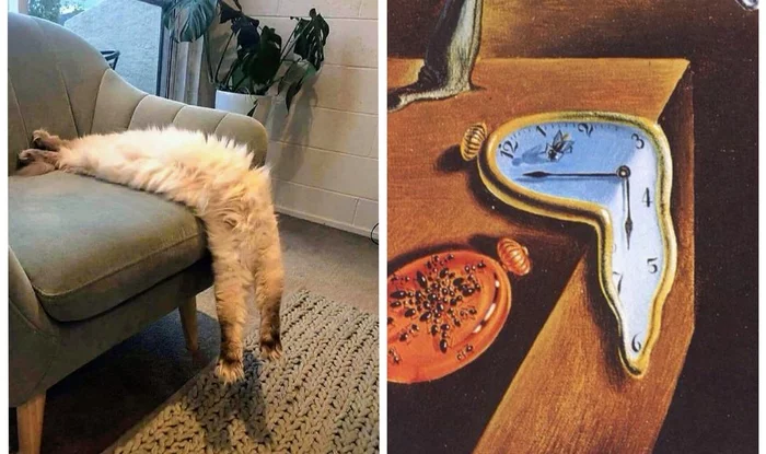 The cat does its best to recreate the picture - The photo, cat, Salvador Dali, Art, Insulation