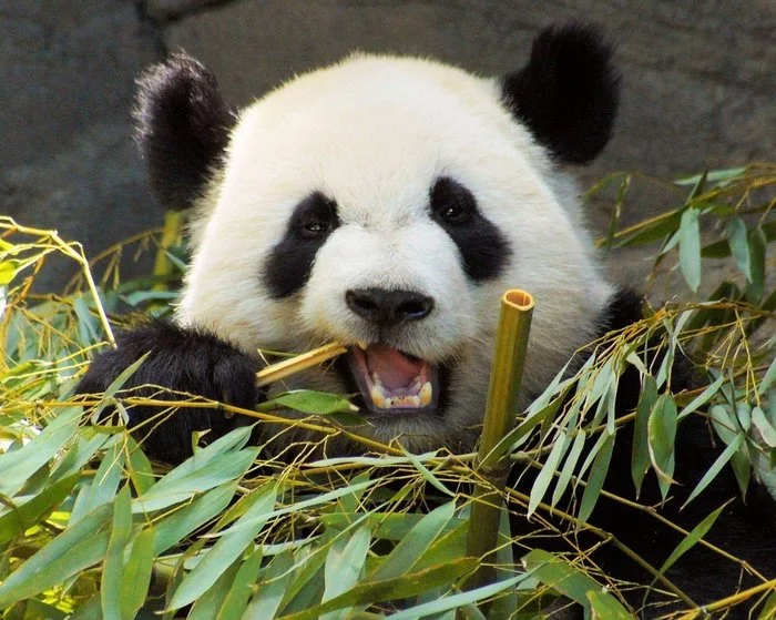 I'll give everyone bamboo with you Guk! - Bamboo, Panda, Hooke