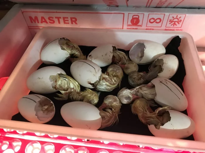 Hatching goslings in a homemade incubator - My, Eggs, Гусь, Incubator, Longpost