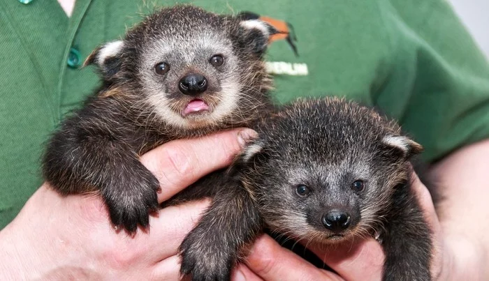 They're all so cute little ones - Binturong, Animals, Young, Milota