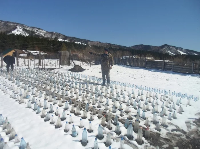 Snow? But there’s a plus under the bottle – it means the process is going on - My, Gardening, Saplings, Siberia, Nursery, Dacha, Garden, Gardener, Summer season