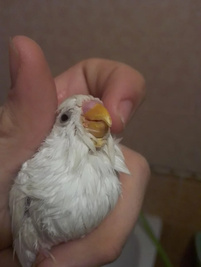 Strange growth under a parrot's beak - A parrot, Budgies, Unknown crap