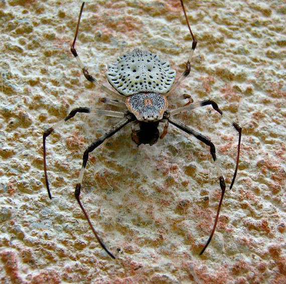 #15 - Spider, Mat, Longpost, Trypophobia