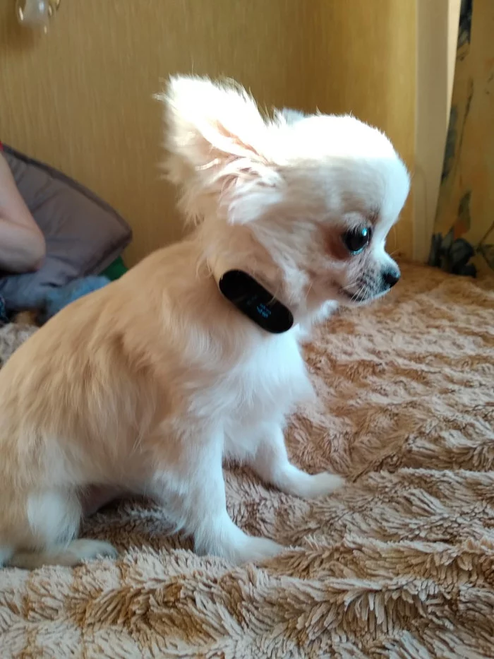 Smart watch on a dog - My, Dog, Smart watch, Experiment, Puppies, Chihuahua, Longpost