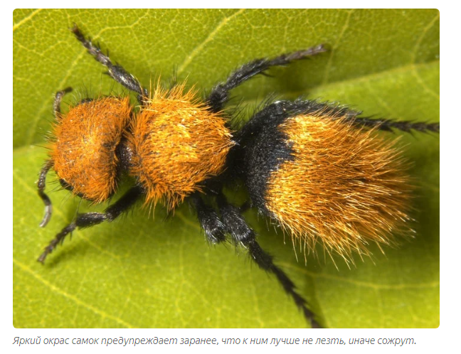 Furry Ants: White, fluffy and very dangerous! Why is this insect called the cow killer? - Animal book, Yandex Zen, Longpost, Wasp, Insects, Animals