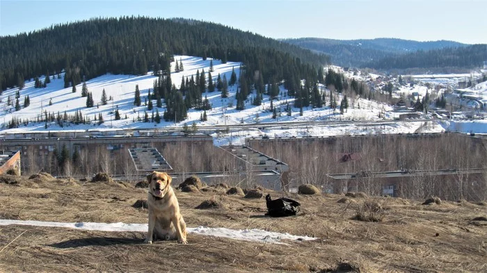 Until the ticks woke up - My, Spring, Walk, Nature, Gornaya Shoria, Dog, Labrador, Video, Longpost