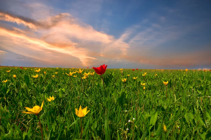 Wild tulips of Kalmykia - My, Schrenck tulips, Kalmykia, Spring, Longpost