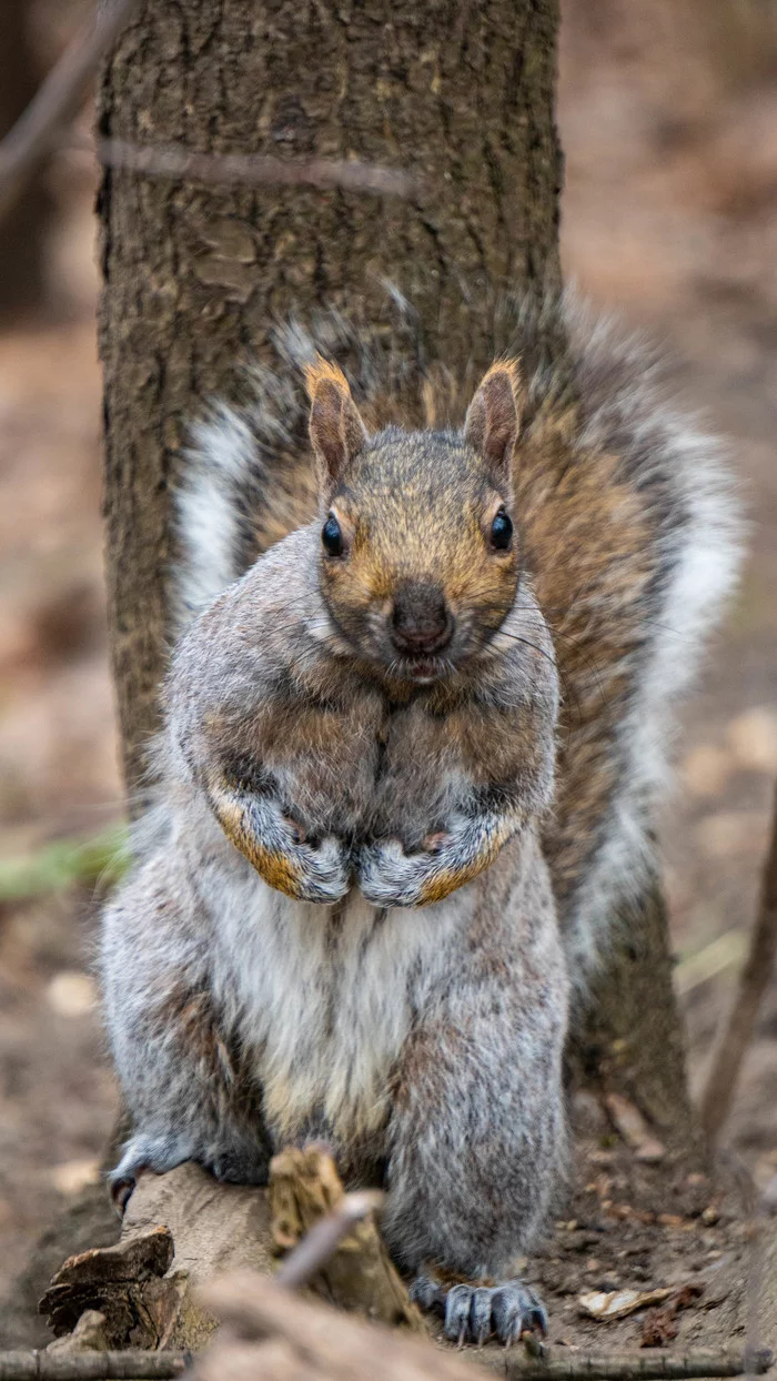 Belkzilla - My, Squirrel, Jock