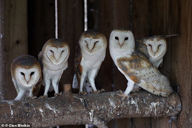 54 owls live in a small hotel - Milota, Owl, Shelter, Longpost