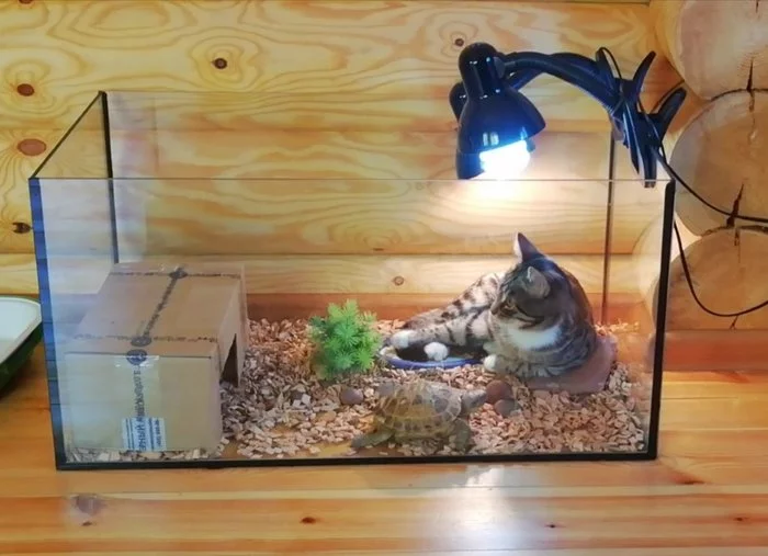 Self-isolation - My, Pets, Insulation, cat, Turtle, Aquarium