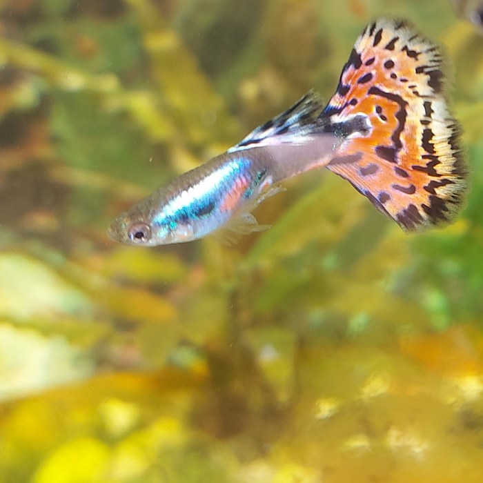 Развел моя линия..как вам?