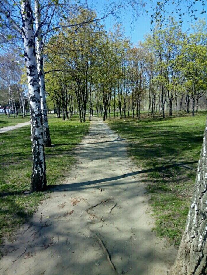 Walk - My, The photo, Mobile photography, Nature