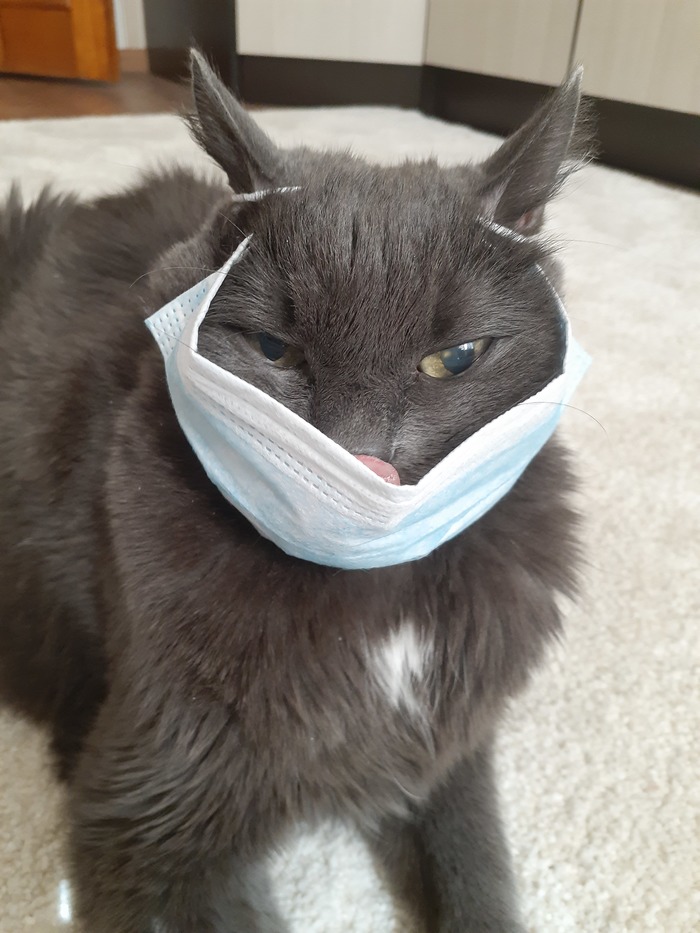 Хозяин, надевай маску, идем гулять