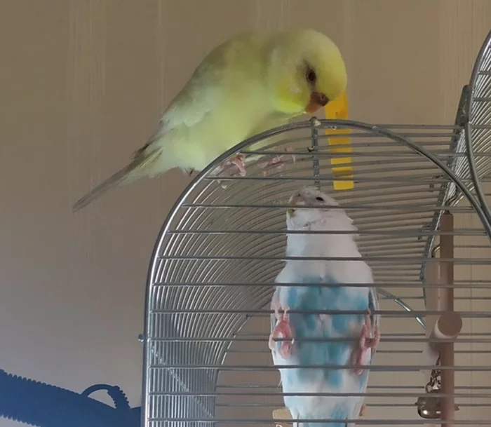Chicken escaped from a quarantine cage) - My, Budgies, Pair