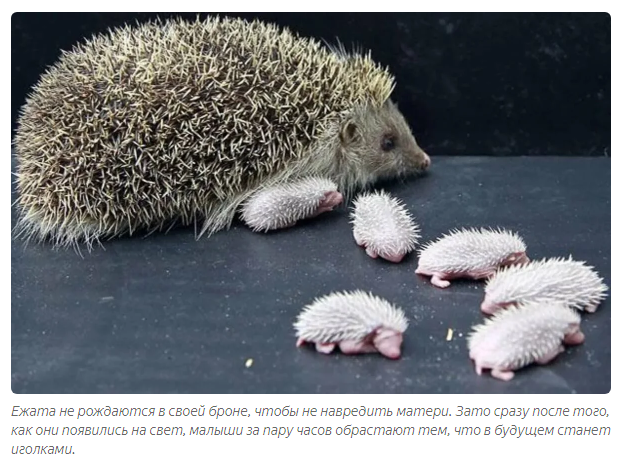 What are hedgehog spines, and why do such photos deceive people? - Hedgehog, Animals, Yandex Zen, Longpost, Needle, Wool